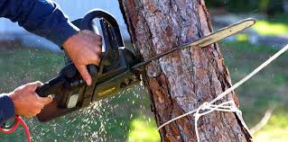 How Our Tree Care Process Works  in Suitland, MD